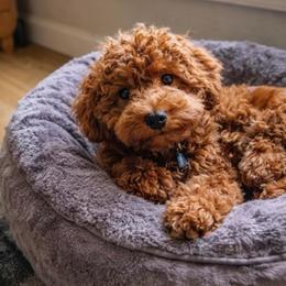 Winston - Goldendoodle