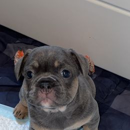 French Bulldog and Olde English Bulldogge Puppies from Uptop bulls kennel