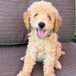 Lady Evolet - Apricot female Poodle puppy in Buffalo, New York from Babbling Clear Brook Puppies