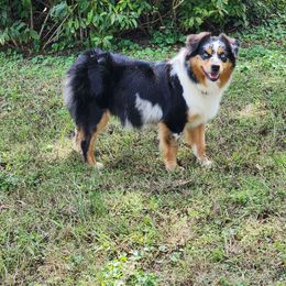 Hattie - Miniature Australian Shepherd