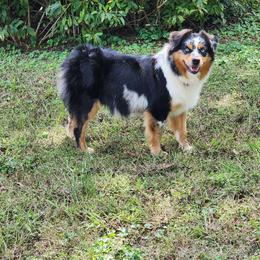Hattie - Miniature Australian Shepherd
