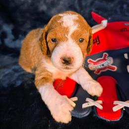 Alex - Parti male Goldendoodle puppy in Western Massachusetts, Massachusetts from Magical Goldendoodles of Pioneer Valley, MA
