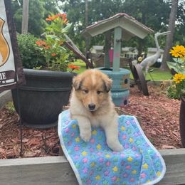 Jess - Sable merle and white male Collie puppy in Carencro, Louisiana from Cajun Bayou's Collies LLC