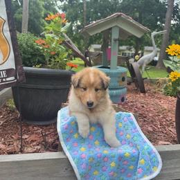 Jess - Sable merle and white male Collie puppy in Carencro, Louisiana from Cajun Bayou's Collies LLC