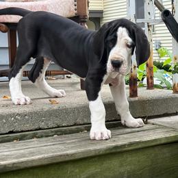 Rhingo - Mantle male Great Dane puppy in Cadillac, Michigan from Garrow Danes House of Blues