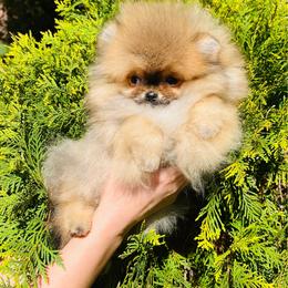 Elliot - Orange sable male Pomeranian puppy in Hot Springs, Arkansas from Pomeranian Empire