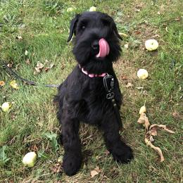 Giant Schnauzer Puppies from JAMG Schnauzers
