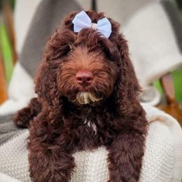 Indie - Chocolate female Double Doodle puppy in Cleveland, Tennessee from Edgewater Doodles & Designer Pups