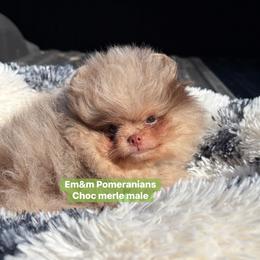 Choc merle and tan - Chocolate merle male Pomeranian puppy in Kentucky from Em&M Pomeranians
