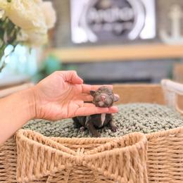 ..::  n u t m e g  ::..    ( t e d d y .::. b e a r ) - Brown female Poodle puppy in Hooper, Utah from Anchor Dogs