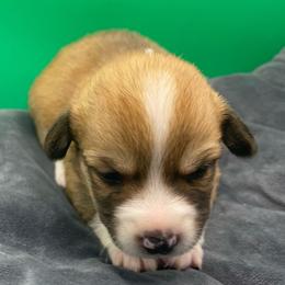 Green girl - Red female Pembroke Welsh Corgi puppy in Adairsville, Georgia from R&R Corgis