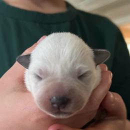 Boy 3 - Blue male Australian Cattle Dog puppy in Irvington, Kentucky from Dry Valley’s Australian Cattle Dogs
