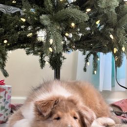 Collie Puppies from Christa McCarty Collies