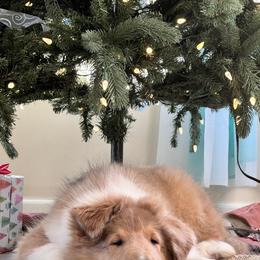 Collie Puppies from Christa McCarty Collies