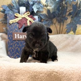 Luke - Black tri male Toy Australian Shepherd puppy in North Lakeport, California from Wild Rose Ranch