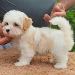 Peach - Gold sable female Havanese puppy in Draper, Utah from Peaks Pups & Cavachon Love Chocolate Cavaliers, Cavaliers, Cavachon’s, Cavapoos & Havanese