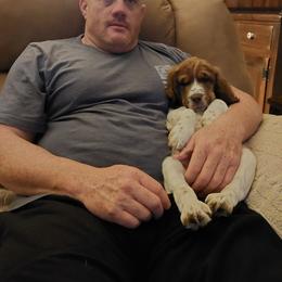 English Springer Spaniel Puppies from Heart of Dixie Springers