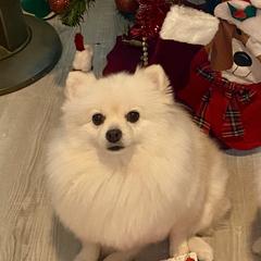 Pomeranians from My Baby Poms