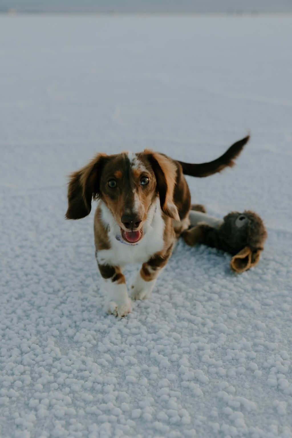 Oliver