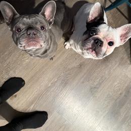 French Bulldog All Grown Up from Gibson Acres