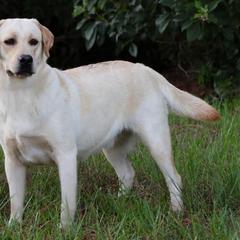 Pudding - Yellow female Labrador Retriever puppy in Morriston, Florida from Penny Lane Labradors