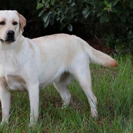 Pudding - Yellow female Labrador Retriever puppy in Morriston, Florida from Penny Lane Labradors