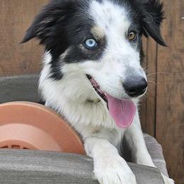 Border Collie All Grown Up from LaTiKi Border Collies