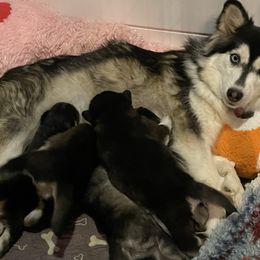 Siberian Husky puppies from Husky Haven WA