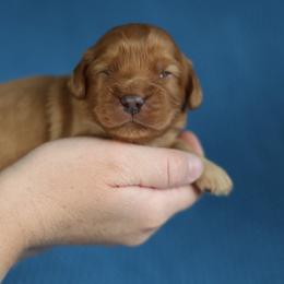Hoss - Red male Cavapoo puppy in Murray, Utah from Good Looking Dogs
