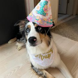 Australian Shepherd All Grown Up from Safe Haven Aussies