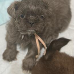 Lilac girl - Lilac female Shih Tzu puppy in Berkeley Springs, West Virginia from Sandridge Shih Tzus