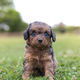 Juliet - Blue merle female Miniature Australian Shepherd puppy in Yantis, Texas from Marie Mini Aussies