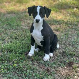 Kennedy - Black female Whippet puppy in Kings Mountain, North Carolina from WesAnn’s
