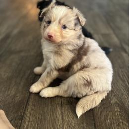 Vanilla Bean - Merle female Pomsky puppy in Sturgis, Kentucky from Furever Pomskies