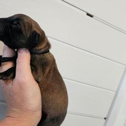 Boy 1 - Fawn male Mastiff puppy in Linton, Indiana from Riggins Mastiffs and Danes