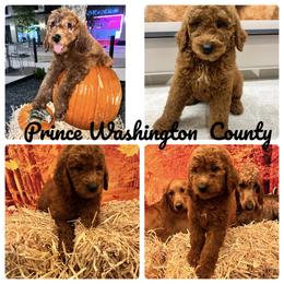 Goldendoodle and Golden Retriever Puppies from Were The Mack'Doodles