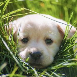 Labrador Retrievers from Sagehilllabradors
