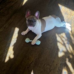 Honey - White and fawn female French Bulldog puppy in Lancaster, Ohio from FarmHouse Frenchies