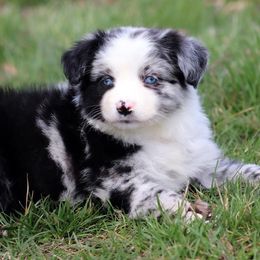 Miniature Australian Shepherd and Toy Australian Shepherd Puppies from Natural Life Ranch