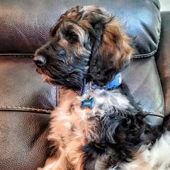 Goldendoodles from Floofadoodle's Goldendoodles