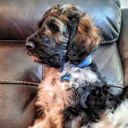 Goldendoodles from Floofadoodle's Goldendoodles