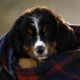 Lola-Purple Collar Girl - Tri-color female Bernese Mountain Dog puppy in Loveland, Colorado from Grateful Bernese & Gage's Goldens