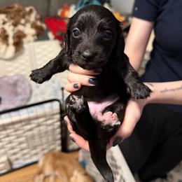 Nyx Full AKC Female 2 - Black female Dachshund puppy in Erie, Michigan from Champagne’s Grinch Toe’d Dachshunds