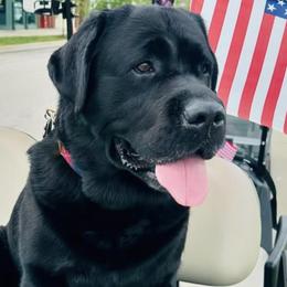Labrador Retriever Puppies from Sound View Labradors East