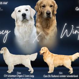 Golden Retriever puppies from Oryan Goldens and Pugs and Cardinali Cardigan Welsh Corgi