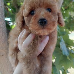 Poodle Puppies from Taya's Teddy Bear Toy Poodles