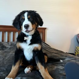 Bernese Mountain Dog Puppies from Lonesome Pine Farm