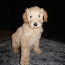 Goldendoodle Puppies from az goldendoodle pups