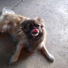 Tibetan Spaniel All Grown Up from Bandor Tibetans