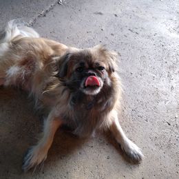 Tibetan Spaniel All Grown Up from Bandor Tibetans